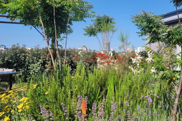 Uitzonderlijke loft 200m² + aangelegde daktuin, terras en 2 optionele garages in rustig, groen woonerf op de grens Borgerhout/Antwerpen