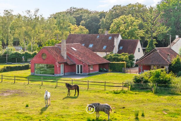 Bulskampveld